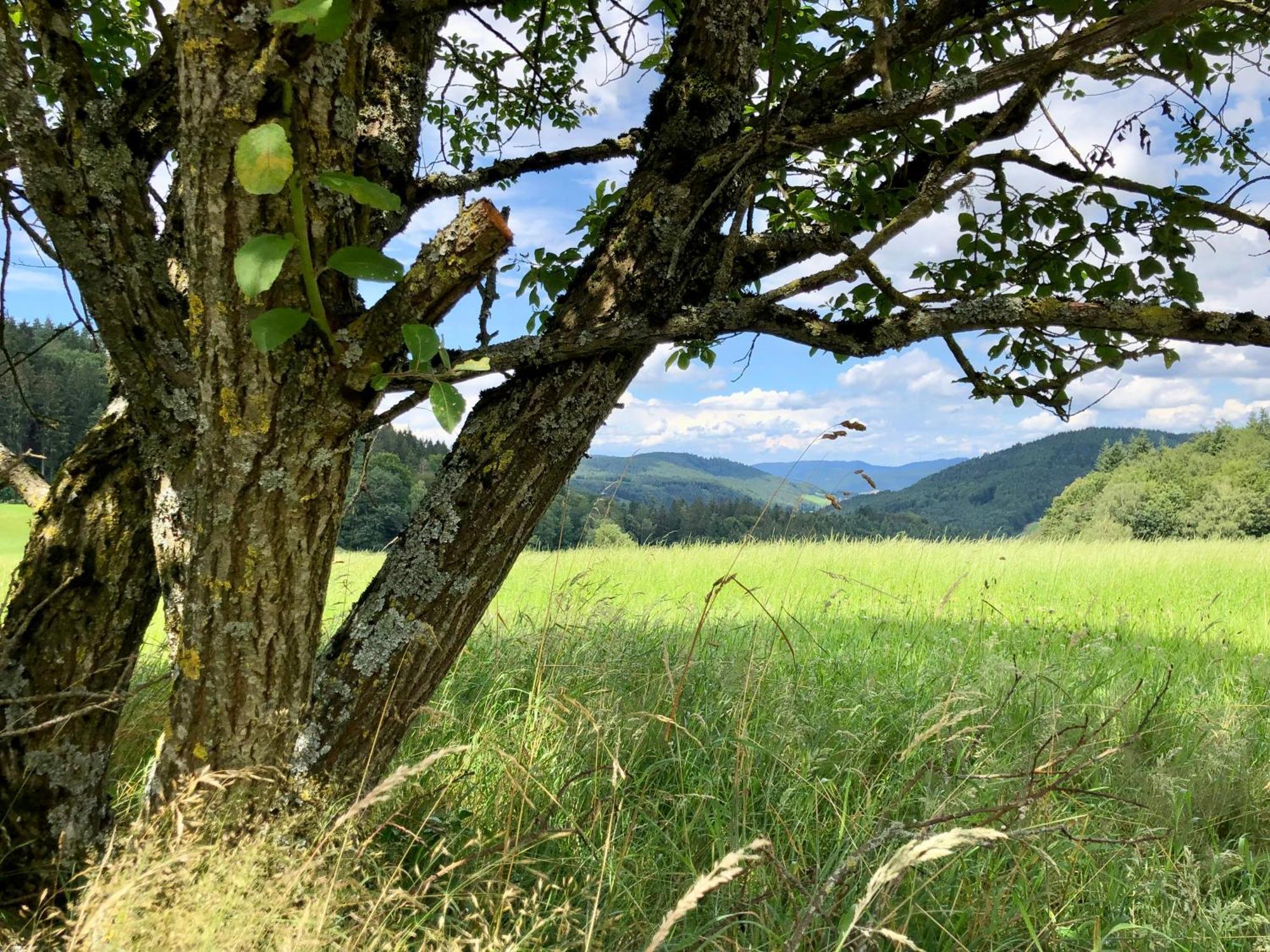 Ferien Im Schwarzwald Freiamt Hotel Luaran gambar