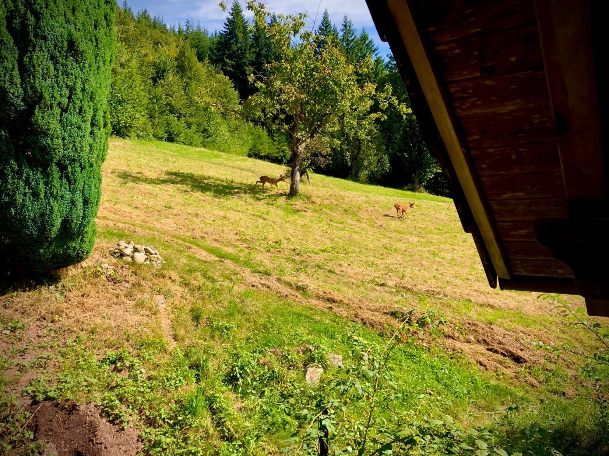 Ferien Im Schwarzwald Freiamt Hotel Luaran gambar